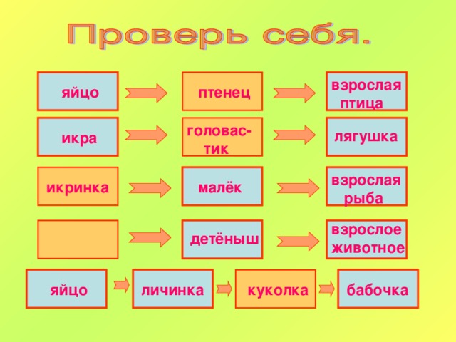 Какое слово пропущено яйцо личинка куколка