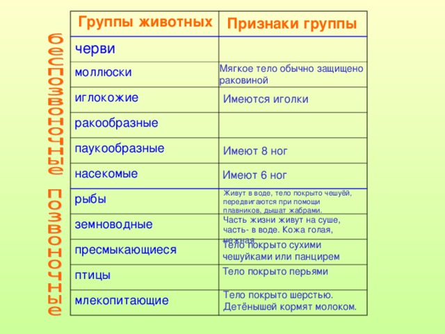 Название групп животных. Группы животных таблица. Группы животных 3 класс. Группы животных 3 класс окружающий мир. Перечислите группы животных.