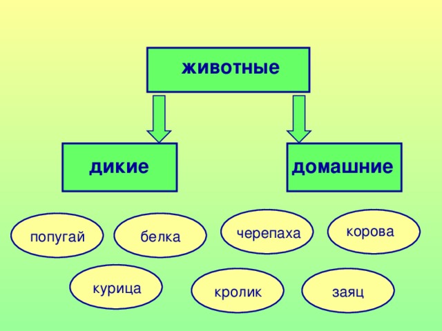 животные дикие домашние корова черепаха попугай белка курица кролик заяц 