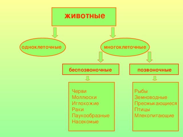 Диаграмма животные позвоночные