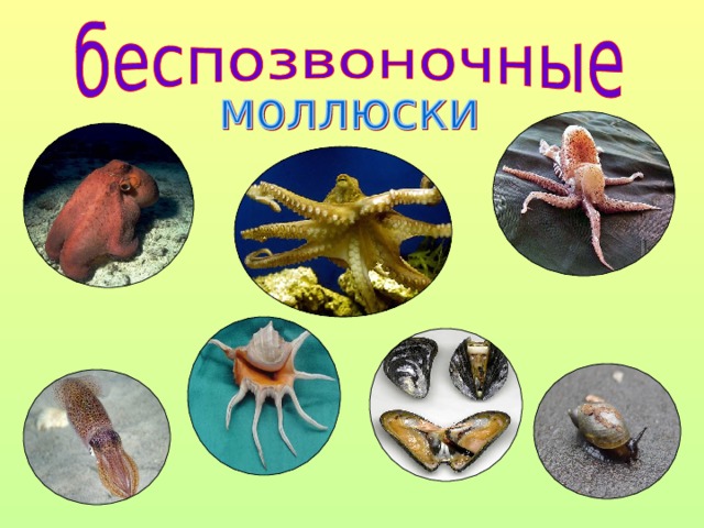 Беспозвоночные животные моллюски примеры. Беспозвоночные животные. Класс беспозвоночных животных. Многоклеточные беспозвоночные животные. Многоклеточные моллюски.