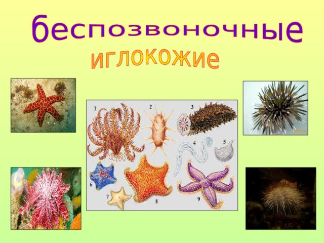 Классы иглокожих