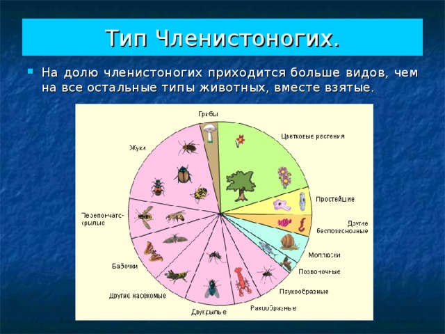 Тип Членистоногих. На долю членистоногих приходится больше видов, чем на все остальные типы животных, вместе взятые.   