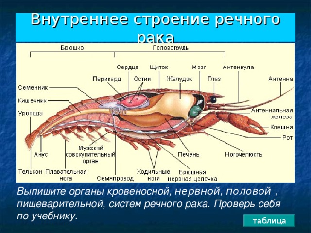 Внутреннее строение рака биология 7 класс картинки