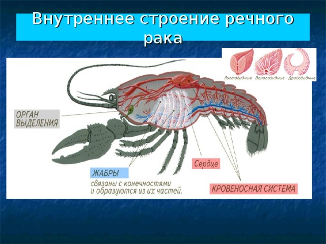 Внутреннее строение рака биология 7 класс картинки