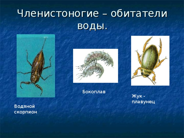 Членистоногие – обитатели воды. Бокоплав Жук - плавунец Водяной скорпион 