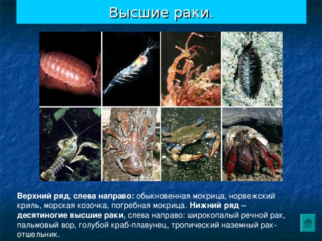 Высшие раки. Верхний ряд, слева направо: обыкновенная мокрица, норвежский криль, морская козочка, погребная мокрица. Нижний ряд – десятиногие высшие раки, слева направо: широкопалый речной рак, пальмовый вор, голубой краб-плавунец, тропический наземный рак-отшельник. 
