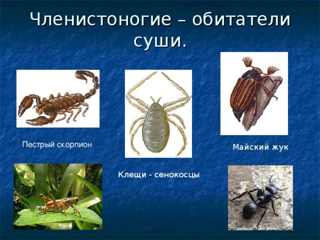 Членистоногие – обитатели суши. Пестрый скорпион Майский жук Клещи - сенокосцы 