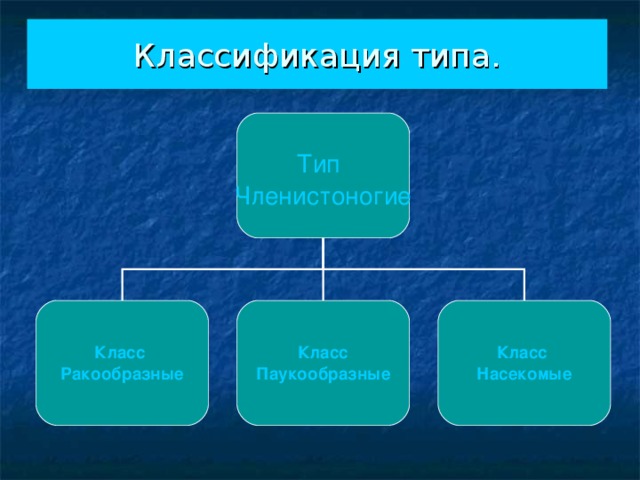 Классификация типа. Тип  Членистоногие Класс Паукообразные Класс Насекомые Класс Ракообразные 