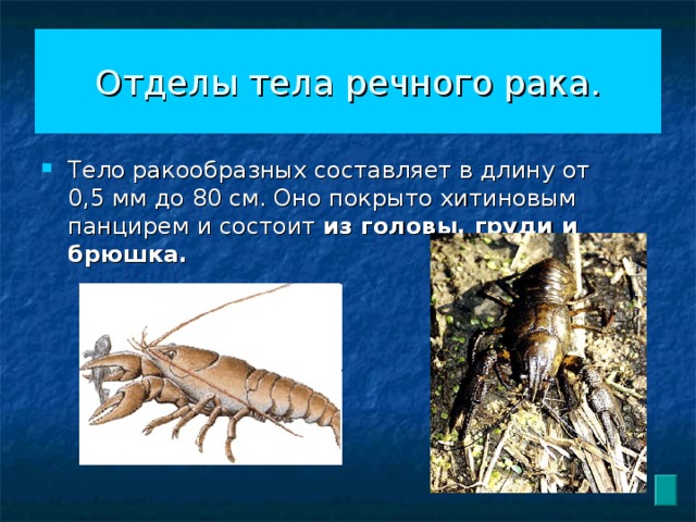 Отделы тела речного рака. Тело ракообразных составляет в длину от 0,5 мм до 80 см. Оно покрыто хитиновым панцирем и состоит из головы, груди и брюшка.  
