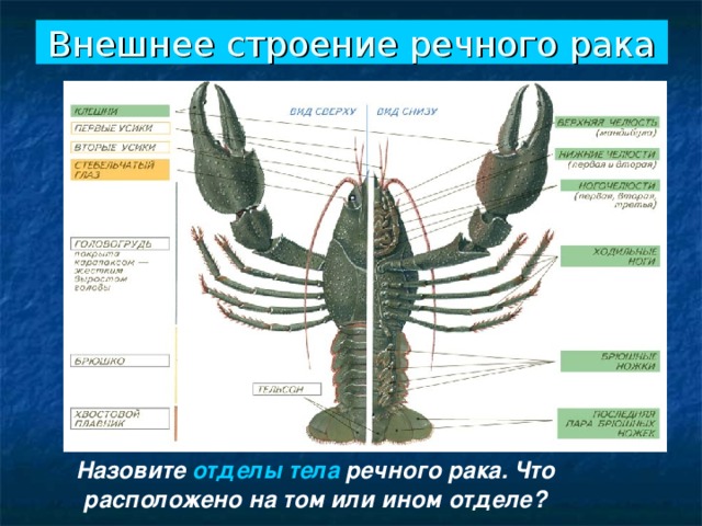 Внешнее строение речного рака рисунок с подписями