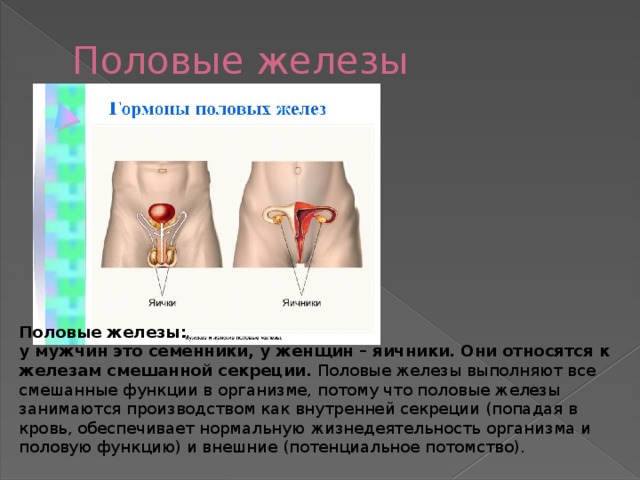 Половые железы Половые железы: у мужчин это семенники, у женщин – яичники. Они относятся к железам смешанной секреции.  Половые железы выполняют все смешанные функции в организме, потому что половые железы занимаются производством как внутренней секреции (попадая в кровь, обеспечивает нормальную жизнедеятельность организма и половую функцию) и внешние (потенциальное потомство). 