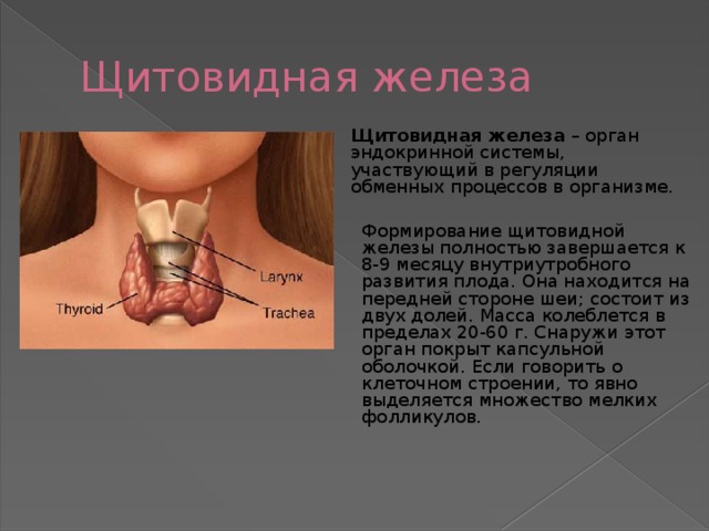 Щитовидная железа Щитовидная железа – орган эндокринной системы, участвующий в регуляции обменных процессов в организме. Формирование щитовидной железы полностью завершается к 8-9 месяцу внутриутробного развития плода. Она находится на передней стороне шеи; состоит из двух долей. Масса колеблется в пределах 20-60 г. Снаружи этот орган покрыт капсульной оболочкой. Если говорить о клеточном строении, то явно выделяется множество мелких фолликулов. 