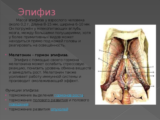 Эпифиз  Масса эпифиза у взрослого человека около 0,2 г, длина 8-15 мм, ширина 6-10 мм. Он погружён у млекопитающих вглубь мозга, между большими полушариями, хотя у более примитивных видов может находиться прямо под кожей головы и реагировать на освещённость.  Мелатонин - гормон эпифиза.  Эпифиз с помощью своего гормона мелатонина может ослабить стрессовую реакцию, понизить уровень обмена веществ и замедлить рост. Мелатонин также усиливает работу иммунной системы и производит омолаживающий эффект. Функции эпифиза: торможение выделения  гормонов роста ; торможение  полового развития  и полового  поведения ; торможение развития  опухолей . 