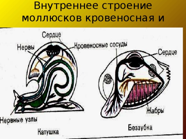 Биология 8 класс таблица внутреннее строение моллюсков