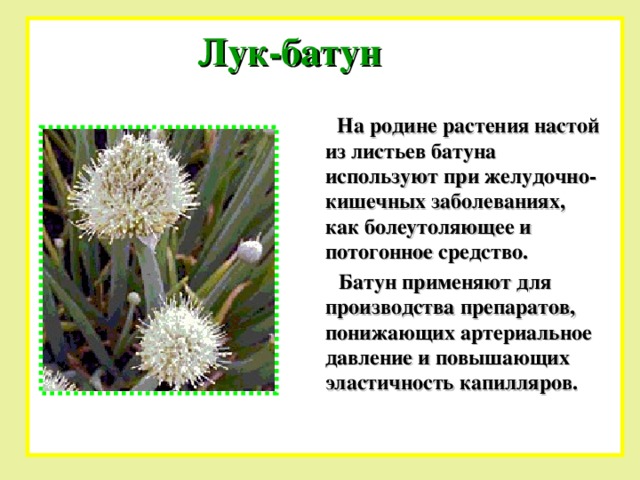 Текст лук батун. Болезнь батуна.