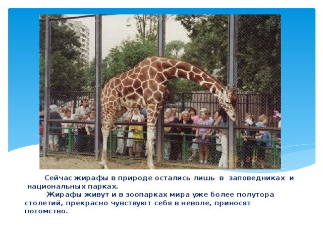 Посещение зоопарка средняя группа. Жираф в Московском зоопарке. Зоопарк презентация. Животные зоопарка для презентации. Проект зоопарка.