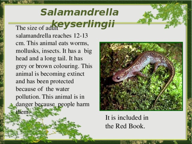 Salamandrella keyserlingii    The size of adult salamandrella reaches 12-13 cm. This animal eats worms, mollusks, insects. It has a big head and a long tail. It has grey or brown colouring. This animal is becoming extinct and has been protected because of the water pollution. This animal is in danger because people harm them. It is included in the Red Book. 