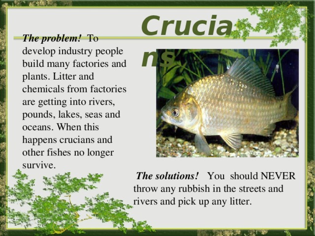 Crucians  The problem! To develop industry people build many factories and plants. Litter and chemicals from factories are getting into rivers, pounds, lakes, seas and oceans. When this happens crucians and other fishes no longer survive.   The solutions! You should NEVER throw any rubbish in the streets and rivers and pick up any litter. 