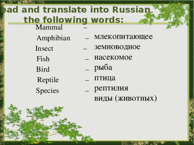 Read and translate into Russian the following words: млекопитающее земноводное насекомое рыба птица рептилия виды (животных) Mammal – Amphibian – Insect – Fish – Bird – Reptile – Species – 