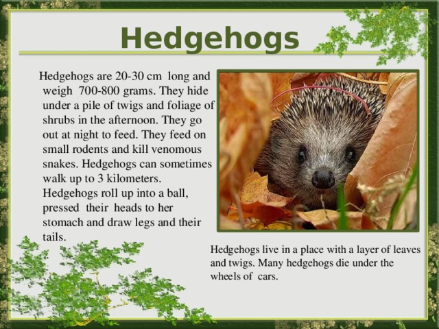 Hedgehogs  Hedgehogs are 20-30 cm long and weigh 700-800 grams. They hide under a pile of twigs and foliage of shrubs in the afternoon. They go out at night to feed. They feed on small rodents and kill venomous snakes. Hedgehogs can sometimes walk up to 3 kilometers. Hedgehogs roll up into a ball, pressed their heads to her stomach and draw legs and their tails. Слайды учащихся о животных республики Hedgehogs live in a place with a layer of leaves and twigs. Many hedgehogs die under the wheels of сars. 