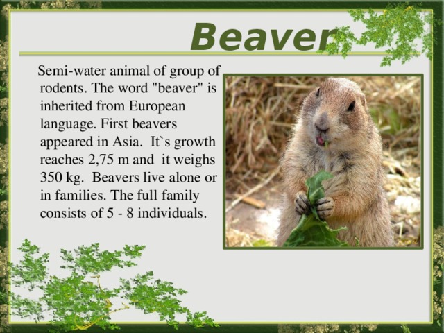 Beaver    Semi-water animal of group of rodents. The word 