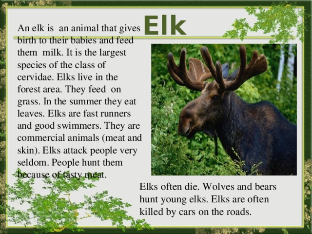 Elk перевод на русский. Elk на английском. Elk презентация. Как переводится Elk. Elks примеры.