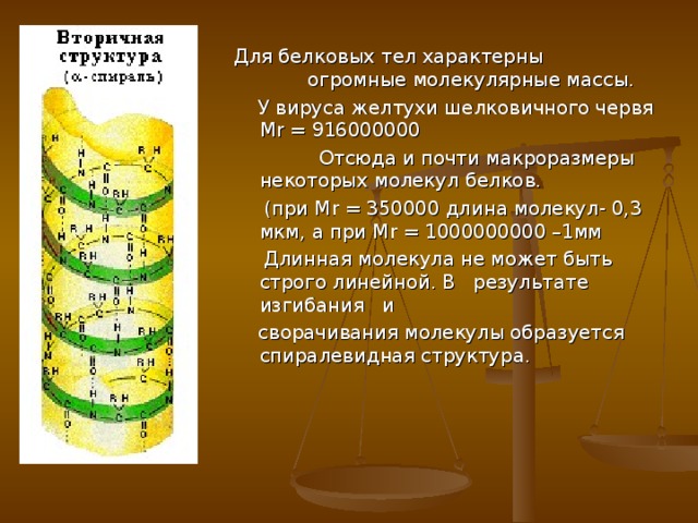 Для белковых тел характерны огромные молекулярные массы.  У вируса желтухи шелковичного червя М r = 916000000  Отсюда и почти макроразмеры некоторых молекул белков.  (при М r = 350000 длина молекул- 0,3 мкм, а при М r = 1000000000 –1мм  Длинная молекула не может быть строго линейной. В результате изгибания и  сворачивания молекулы образуется спиралевидная структура. 