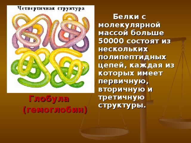 Белки с молекулярной массой больше 50000 состоят из нескольких полипептидных цепей, каждая из которых имеет первичную, вторичную и третичную структуры.   Глобула  (гемоглобин)  