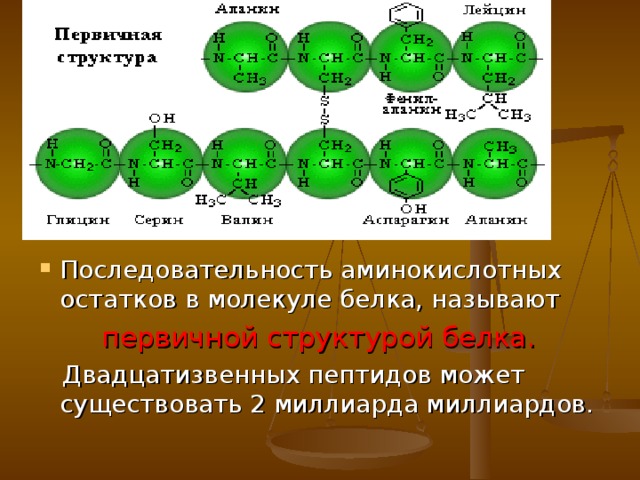  первичной структурой белка. 
