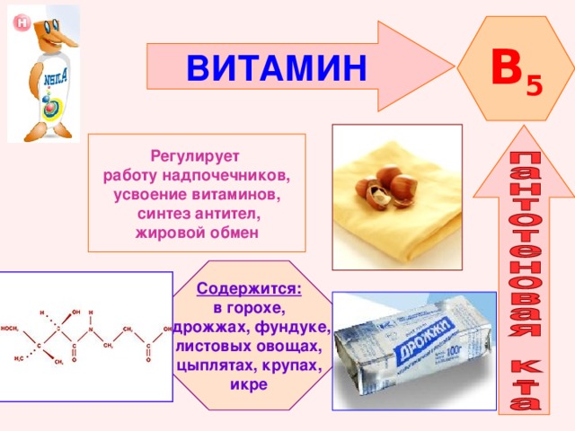 B 5 ВИТАМИН  Регулирует работу надпочечников, усвоение витаминов,  синтез антител, жировой обмен Содержится: в горохе,  дрожжах, фундуке, листовых овощах, цыплятах, крупах, икре 