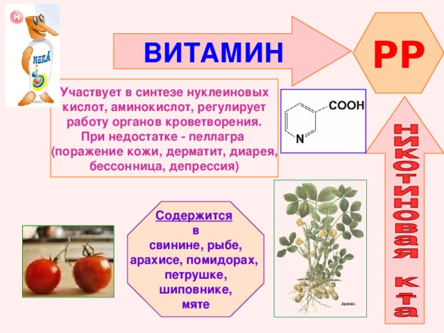 PP ВИТАМИН    Участвует в синтезе нуклеиновых кислот, аминокислот, регулирует работу органов кроветворения. При недостатке - пеллагра (поражение кожи, дерматит, диарея, бессонница, депрессия)    Содержится  в свинине, рыбе, арахисе, помидорах, петрушке, шиповнике, мяте  