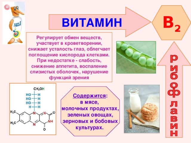 B 2 ВИТАМИН  Регулирует обмен веществ, участвует в кроветворении, снижает усталость глаз, облегчает поглощение кислорода клетками. При недостатке - слабость, снижение аппетита, воспаление слизистых оболочек, нарушение функций зрения Содержится : в мясе, молочных продуктах, зеленых овощах, зерновых и бобовых культурах. 