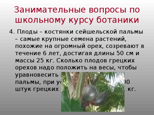 Занимательные вопросы по школьному курсу ботаники 4. Плоды – костянки сейшельской пальмы – самые крупные семена растений, похожие на огромный орех, созревают в течение 6 лет, достигая длины 50 см и массы 25 кг. Сколько плодов грецких орехов надо положить на весы, чтобы уравновесить плод сейшельской пальмы, при условии, что масса 100 штук грецких орехов составляет 1 кг. 