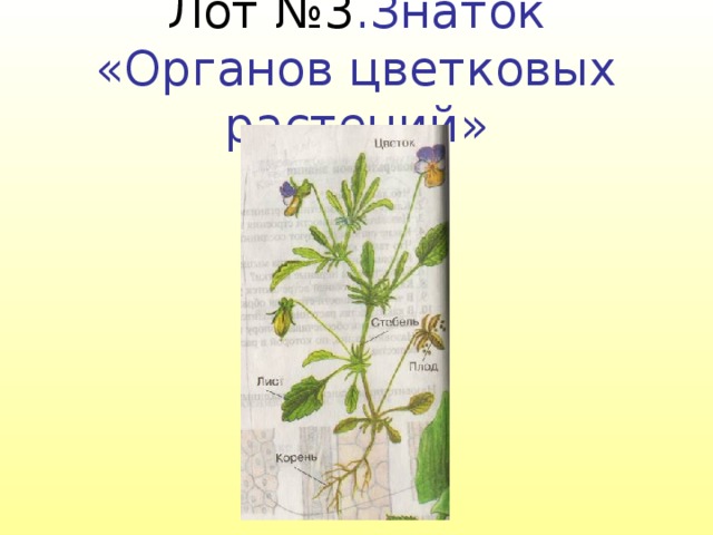 Лот №3 .Знаток «Органов цветковых растений» 