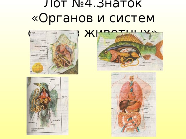  Лот №4.Знаток «Органов и систем органов животных»   