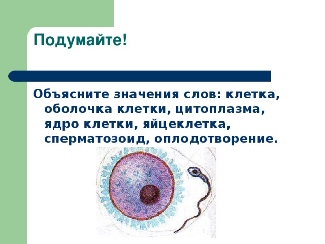 Объясните значения слов: клетка, оболочка клетки, цитоплазма, ядро клетки, яйцеклетка, сперматозоид, оплодотворение. 