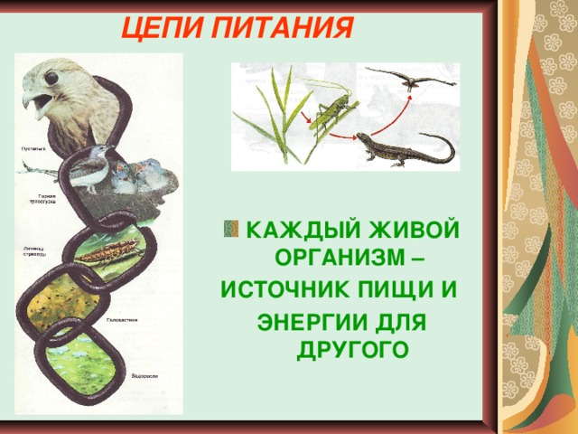 Цепь питания южного крыма. Источники энергии живых организмов. Цепь из живых организмов. Цепь питания со змеей. Цепь питания Красноярского края.