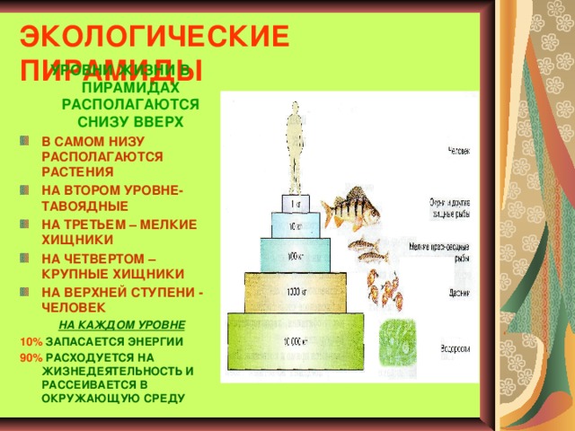 Установите последовательность расположения экологических пирамид представленных на рисунке