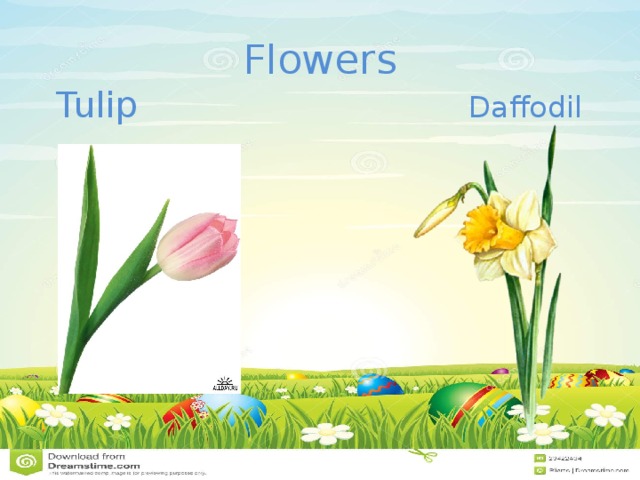 Flowers  Tulip Daffodil   