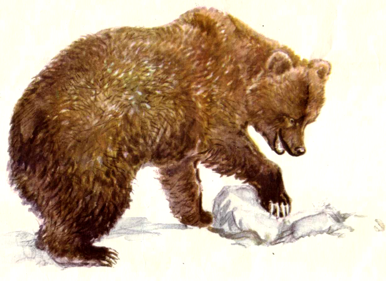 Как в старину называли медведя на руси. Медведь. Медведь рисунок. Медведь для детей. Хвост медведя.