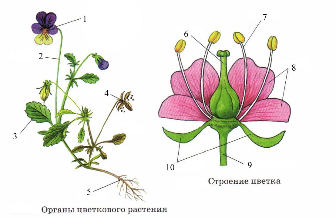 Рисунок внешнее строение растения
