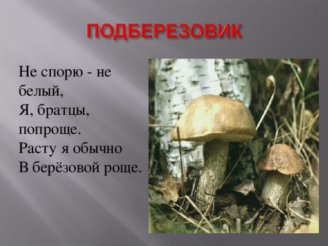 Росла обычная. Не спорю не белый я братцы попроще расту я обычно в берёзовой роще. Не спорю не белый я братцы попроще расту я обычно. Расту я обычно в березовой роще. Загадка отгадка подберезовик.