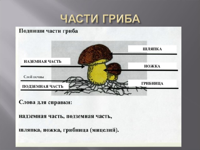 Что из перечисленного является грибом. Части гриба. Название частей гриба. Подписать части гриба. Как называются части гриба.