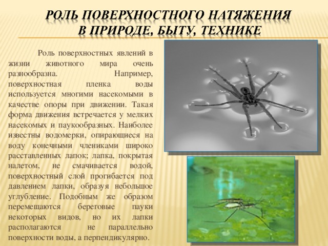 Поверхностное натяжение в технике. Поверхностное натяжение в природе. Поверхностное натяжение в биологии. Поверхностное натяжение Водомерка.