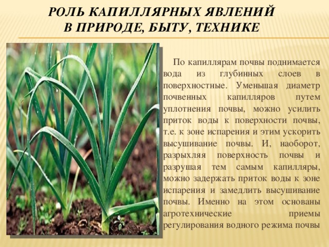 Явления в хозяйстве. Капиллярность в природе. Капиллярные явления в природе. Капиллярные эффекты в природе. Роль капиллярных явлений в природе.