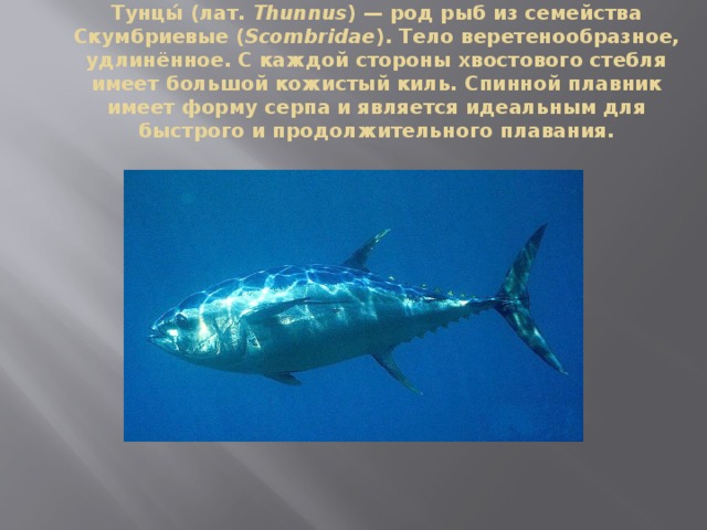 Тунцы́ (лат.  Thunnus ) — род рыб из семейства Скумбриевые ( Scombridae ). Тело веретенообразное, удлинённое. С каждой стороны хвостового стебля имеет большой кожистый киль. Спинной плавник имеет форму серпа и является идеальным для быстрого и продолжительного плавания. 