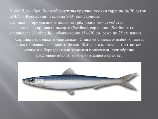 И уже 5 декабря были обнаружены крупные косяки сардины.За 20 суток БМРТ «Жуковский» выловил 800 тонн сардины. Сардина — промысловое название трёх родов рыб семейства сельдевых — сардина пильчарда (Sardina), сардинопс (Sardinops) и сардинелла (Sardinella), обыкновенно 15—20 см, реже до 25 см длины.  Сардина несколько толще сельди. Спина её синевато-зелёного цвета, бока и брюшко серебристо-белые. Жаберная крышка с золотистым отливом и бороздчатыми тёмными полосками, лучеобразно расходящимися от нижнего и заднего края её. 