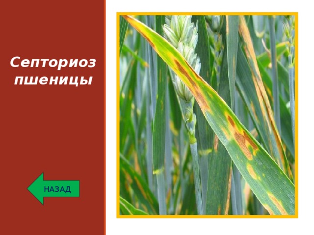 Болезни пшеницы фото и описание и лечение