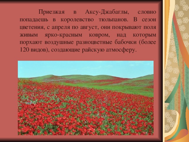  Приезжая в Аксу-Джабаглы, словно попадаешь в королевство тюльпанов. В сезон цветения, с апреля по август, они покрывают поля живым ярко-красным ковром, над которым порхают воздушные разноцветные бабочки (более 120 видов), создающие райскую атмосферу. 